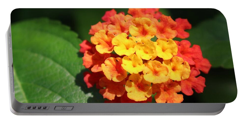 Flower Portable Battery Charger featuring the photograph Orange Lantana by Christopher Lotito