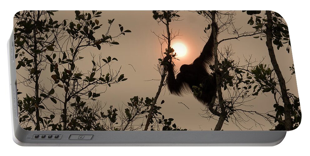 Gerry Ellis Portable Battery Charger featuring the photograph Orangutan Silhoutted In Haze by Gerry Ellis