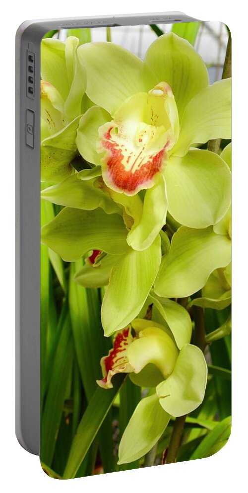Flower Portable Battery Charger featuring the photograph Green Cymbidium Orchids III by Bnte Creations