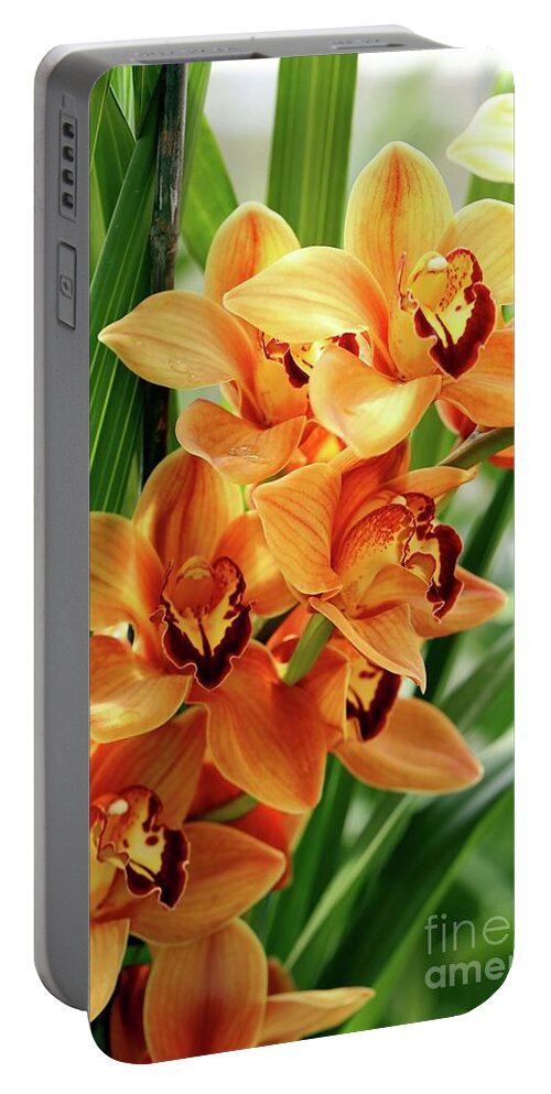 Orchids Portable Battery Charger featuring the photograph Orchids by Terri Brewster