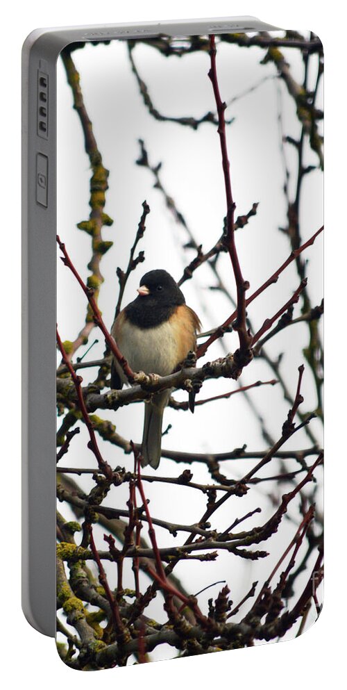 Bird Portable Battery Charger featuring the photograph Oregon Junco by Carol Eliassen