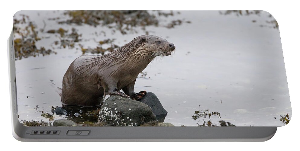 Otter Portable Battery Charger featuring the photograph Otter On Rocks by Pete Walkden