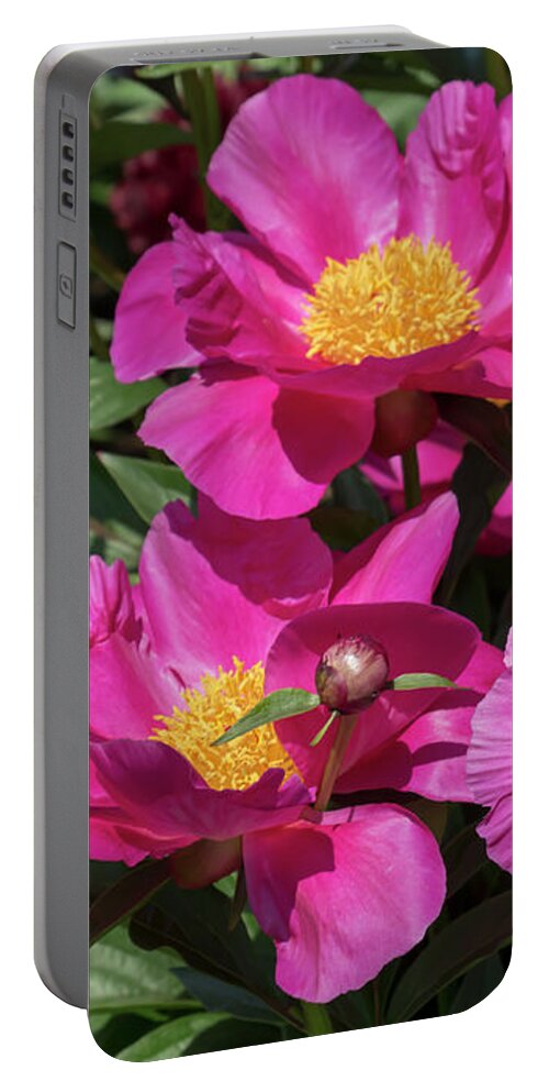 Flower Portable Battery Charger featuring the photograph Paeonia Roland by Dawn Cavalieri