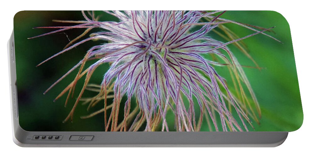 Flower Portable Battery Charger featuring the photograph Pasque Flower is a species belonging to the buttercup family Ran by Steve Estvanik