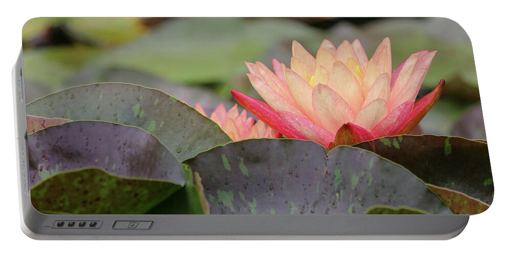 Lily Pad Portable Battery Charger featuring the photograph Peek A Boo Pads by Mary Anne Delgado