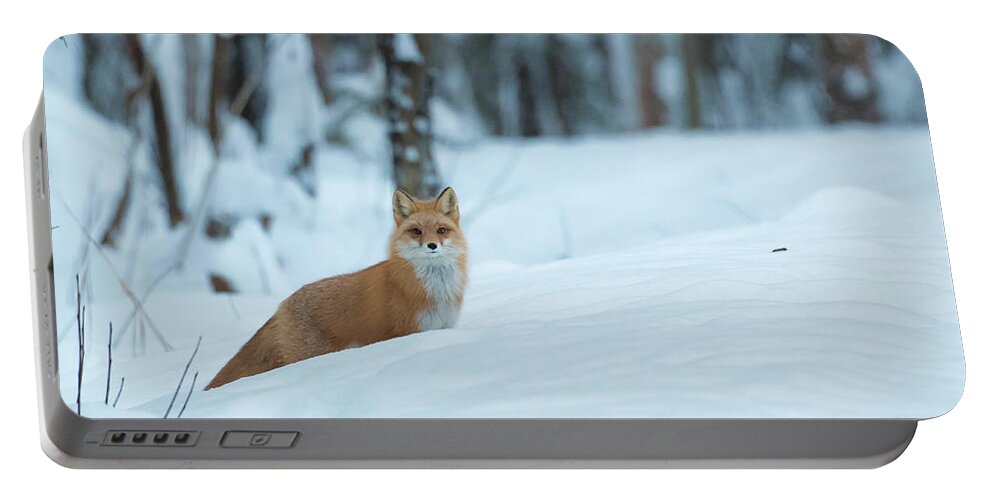 Sam Amato Photography Portable Battery Charger featuring the photograph Peek A Boo Red Fox by Sam Amato