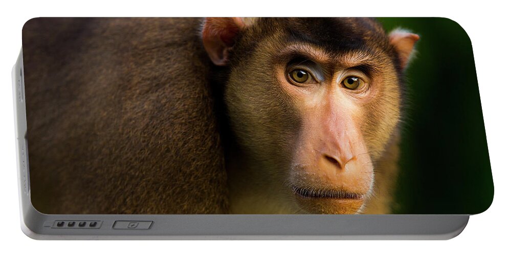 Sebastian Kennerknecht Portable Battery Charger featuring the photograph Pig-tailed Macaque Male by Sebastian Kennerknecht