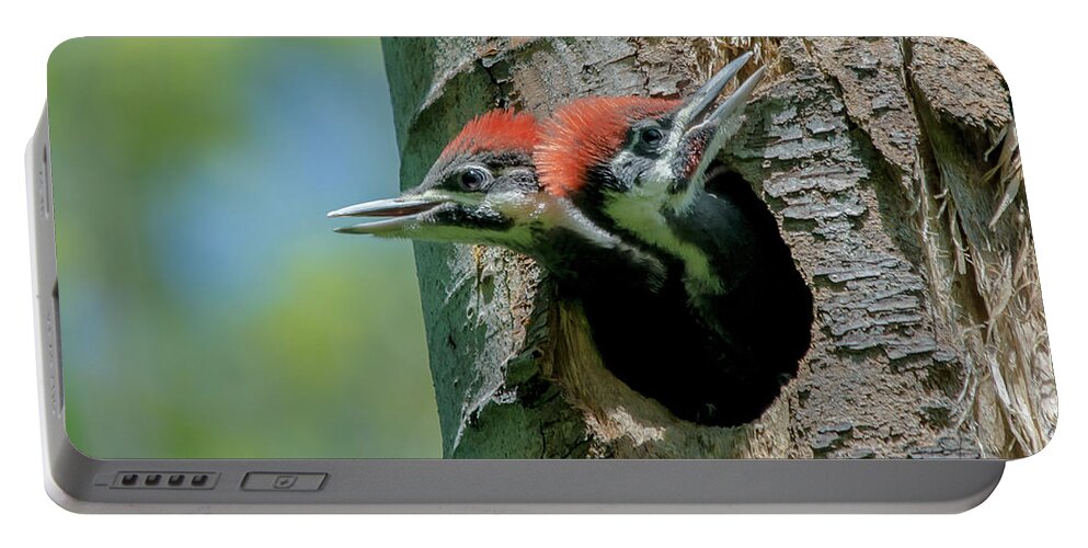 Cheryl Baxter Photography Portable Battery Charger featuring the photograph Pileated Woodpecker Chicks by Cheryl Baxter