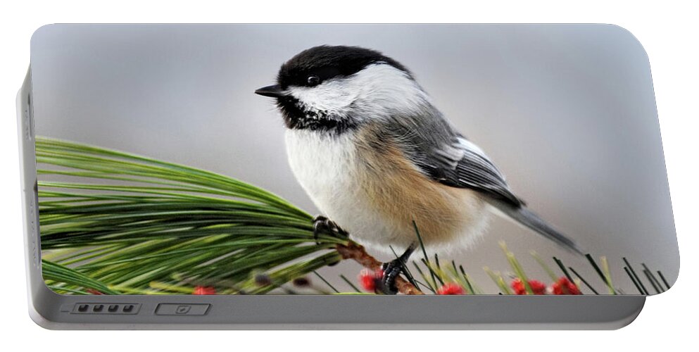 Chickadee Portable Battery Charger featuring the photograph Pine Chickadee by Christina Rollo