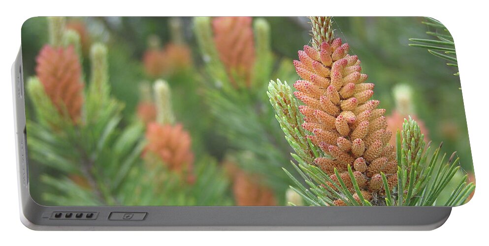 Pine Portable Battery Charger featuring the photograph Pine Flowers by Rich Collins