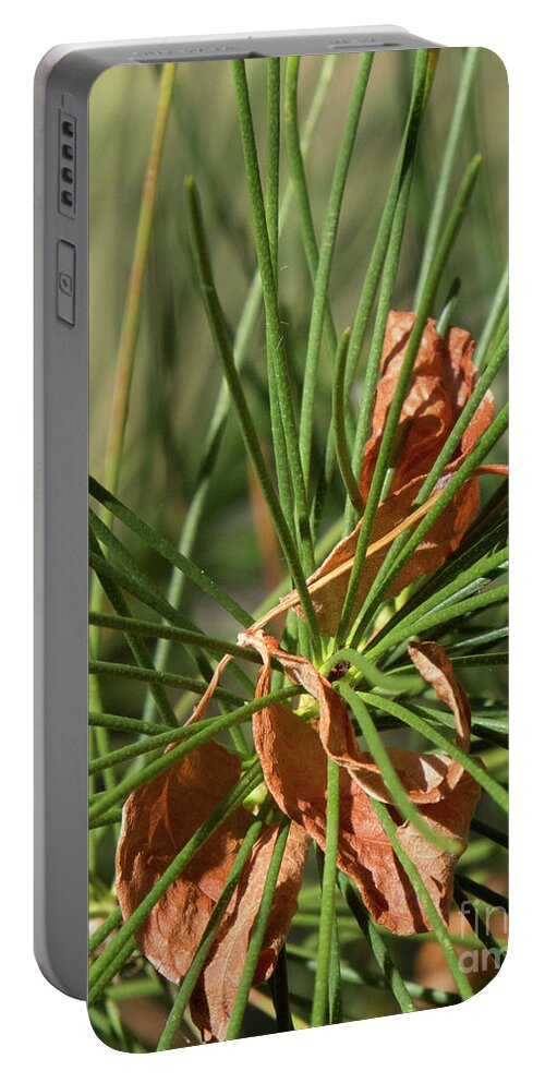Green Portable Battery Charger featuring the photograph Pine Needles 1 by Christy Garavetto