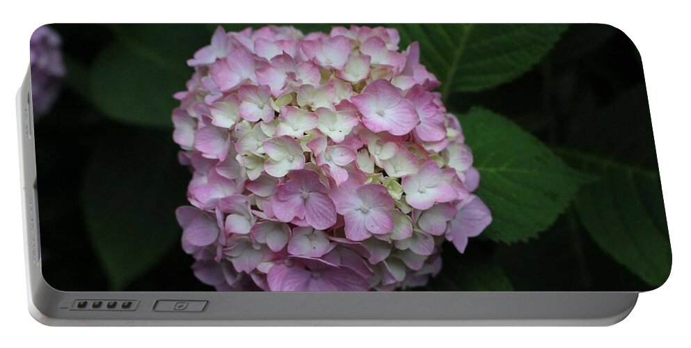 Pink Portable Battery Charger featuring the photograph Pink Hydrangea by Christopher Lotito
