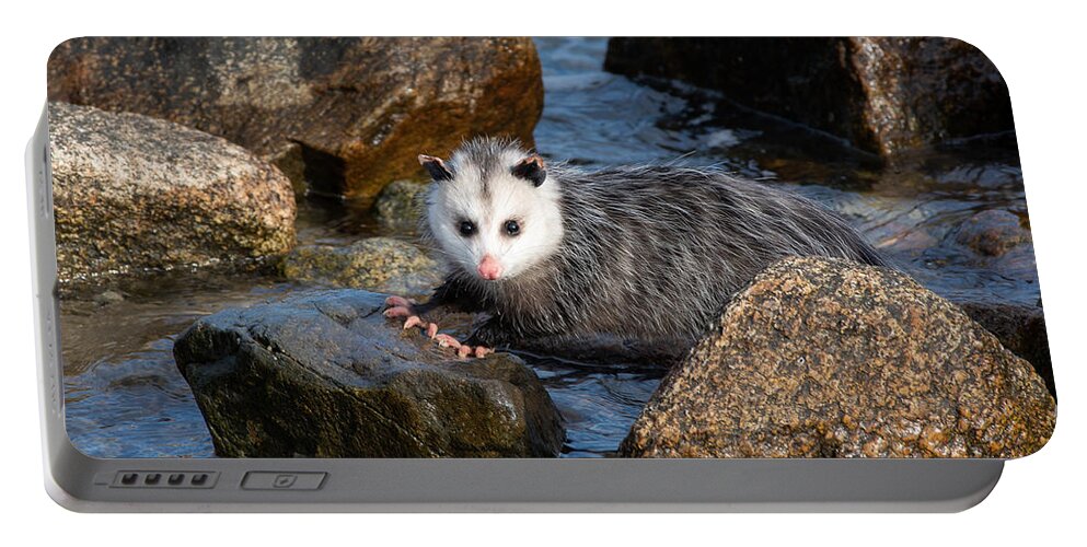 Opossum Portable Battery Charger featuring the photograph Pink Toes by Linda Bonaccorsi