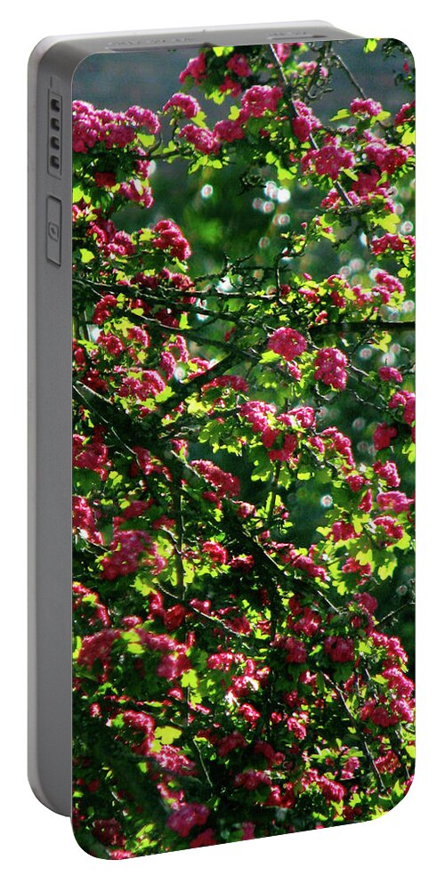 Pink Tree Blossoms Portable Battery Charger featuring the photograph Sunlit Tree Blossoms by Jaeda DeWalt