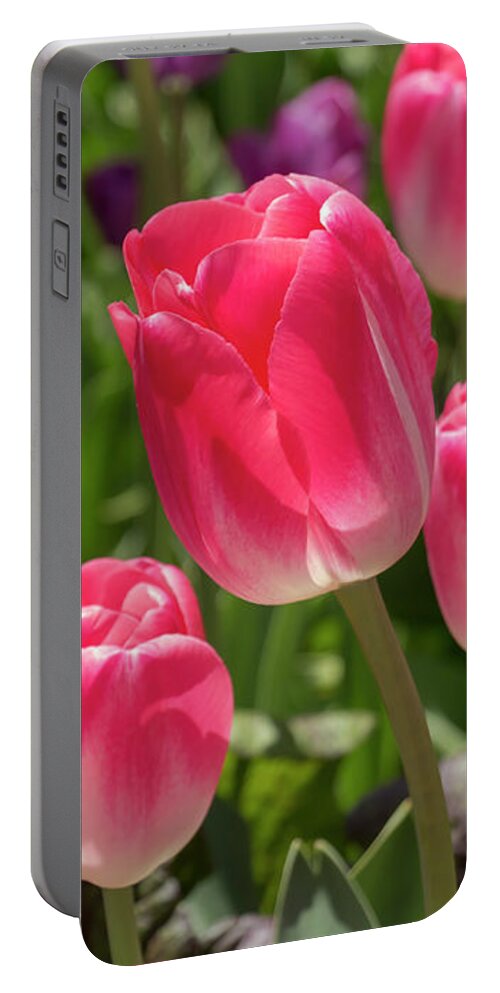 Flower Portable Battery Charger featuring the photograph Pink Tulips by Dawn Cavalieri
