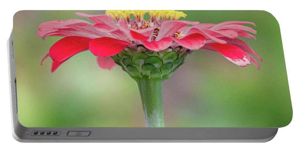Art Portable Battery Charger featuring the photograph Red Zinnia I by Joan Han