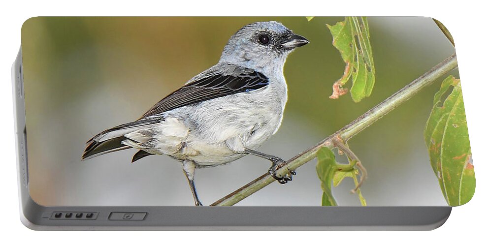 Bird Portable Battery Charger featuring the photograph Plain-colored Tanager by Alan Lenk