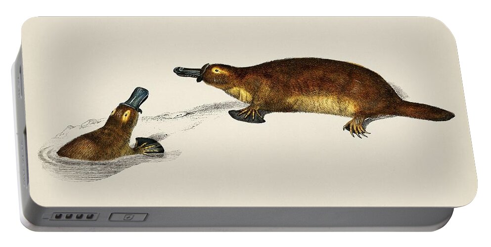 Australia Portable Battery Charger featuring the painting Platypus Ornithorhynchus Paradoxus illustrated by Charles Dessalines D' Orbigny 1806-1876 by Celestial Images