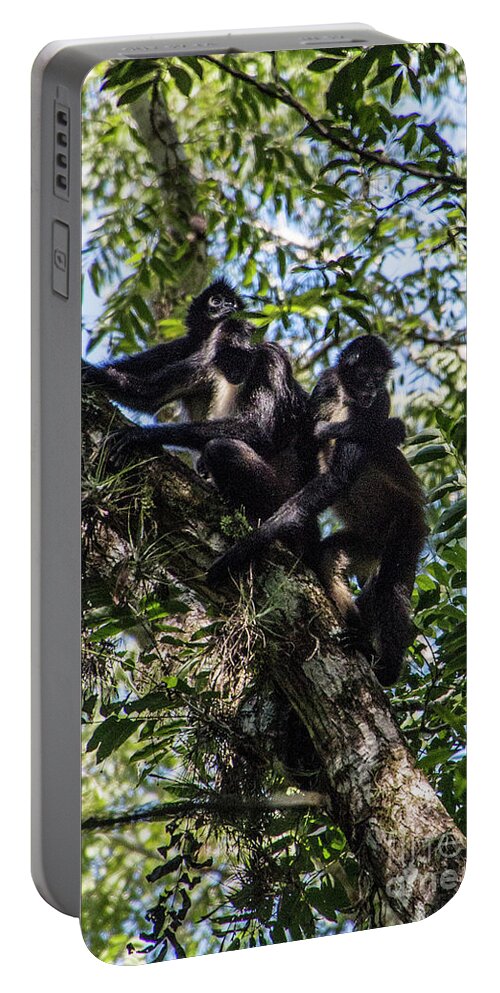 Chiapas Portable Battery Charger featuring the photograph Playing in the Treetops by Kathy McClure
