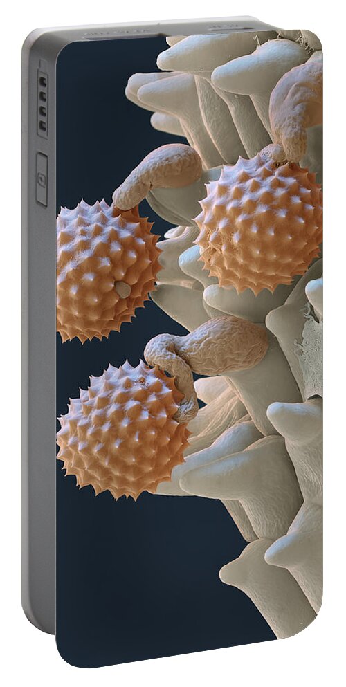 Ambrosia Portable Battery Charger featuring the photograph Pollen And Pollen Tubes, Sem by Oliver Meckes EYE OF SCIENCE