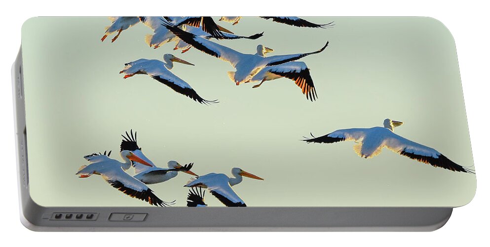 White Portable Battery Charger featuring the photograph Port Bay Pelicans by Christopher Rice