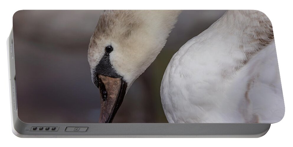 Photography Portable Battery Charger featuring the photograph Pretty Cygnet by Alma Danison