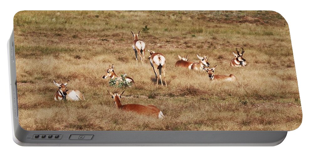 Pronghorn Antelope At Custer State Park Portable Battery Charger featuring the photograph Pronghorn Antelope at Custer State Park by Susan Jensen