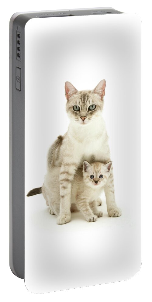Birman Portable Battery Charger featuring the photograph Protecting my kitten by Warren Photographic