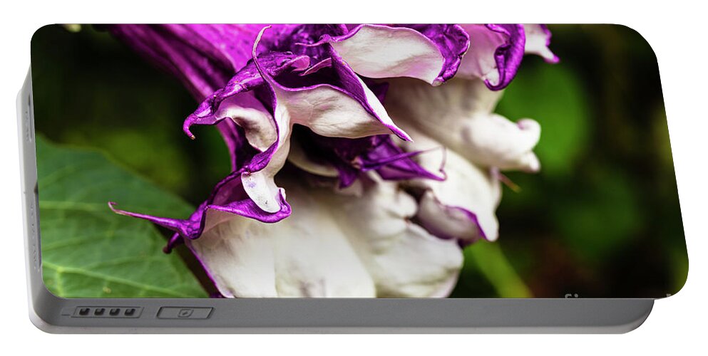 Brugmansia Portable Battery Charger featuring the photograph Purple Trumpet Flower by Raul Rodriguez