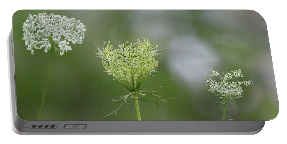 Queen Anne’s Lace Portable Battery Charger featuring the photograph Queen Ann's Lace Trio by Sandra Huston