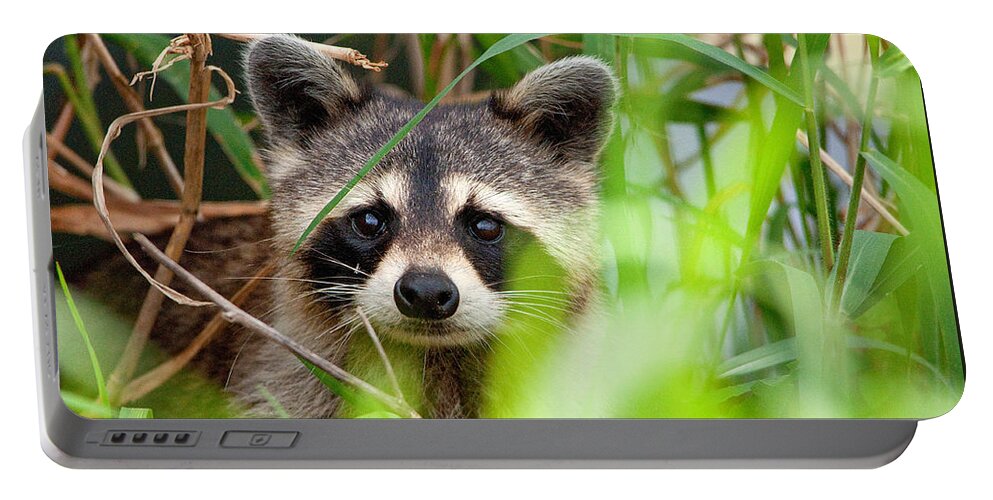Baby Portable Battery Charger featuring the photograph Raccoon in tall grass by Gene Bollig