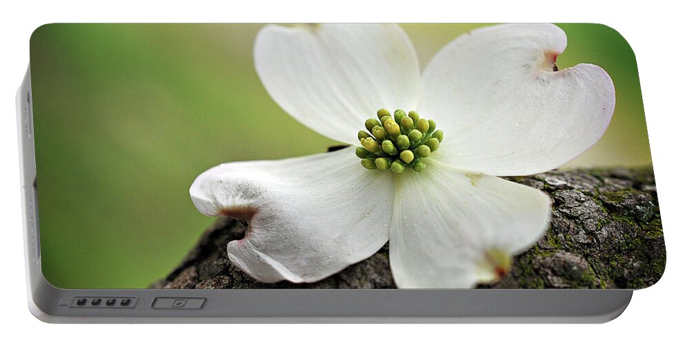 Dogwood Portable Battery Charger featuring the photograph Raining Sunshine by Michelle Wermuth