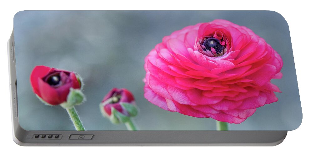 Color Portable Battery Charger featuring the photograph Ranunculus Blue Dreams 4 by Dorothy Lee