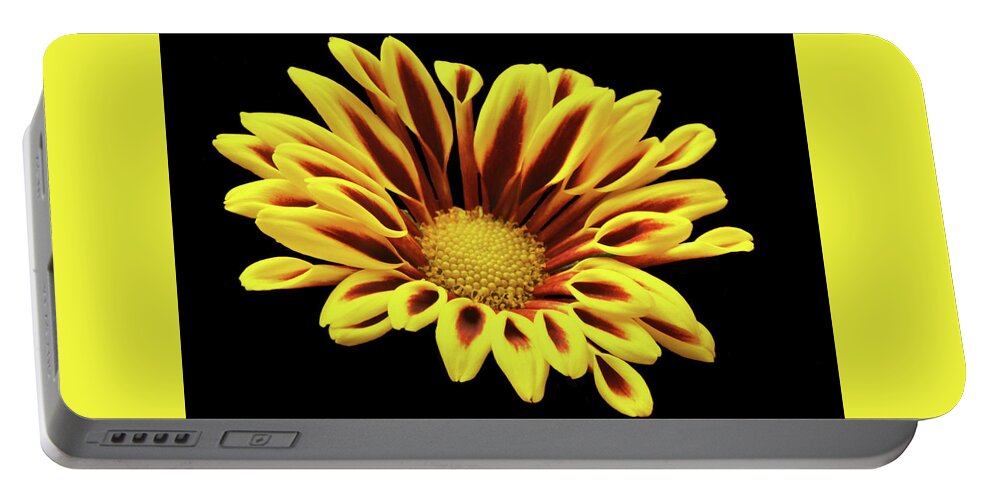 Chrysanthemum Portable Battery Charger featuring the photograph Red And Yellow Mum. by Terence Davis