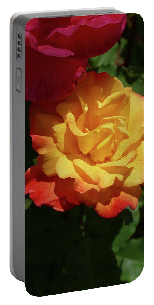 Seattle Portable Battery Charger featuring the photograph Red and yellow Rio Samba roses by Steve Estvanik