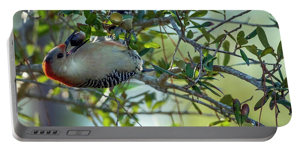 Woodpeckers Portable Battery Charger featuring the photograph Red-Bellied Woodpecker With Acorn by DB Hayes