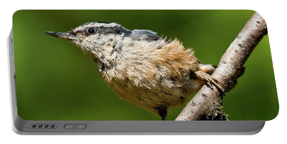 Animal Portable Battery Charger featuring the photograph Red Breasted Nuthatch by Jeff Goulden
