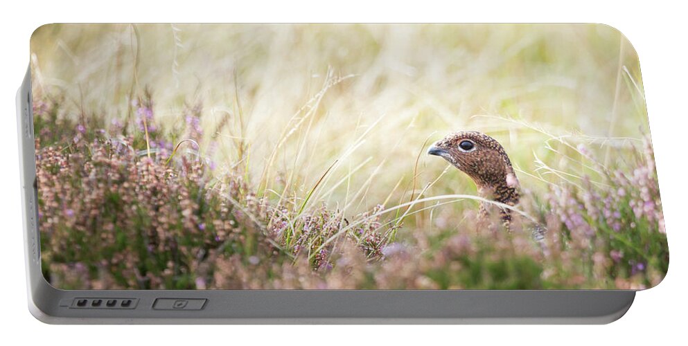 Female Red Grouse Portable Battery Charger featuring the photograph Red Grouse by Anita Nicholson