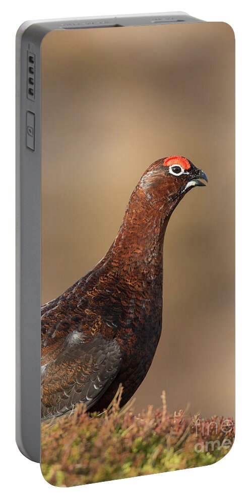 Red Grouse Portable Battery Charger featuring the photograph Red grouse by Arterra Picture Library