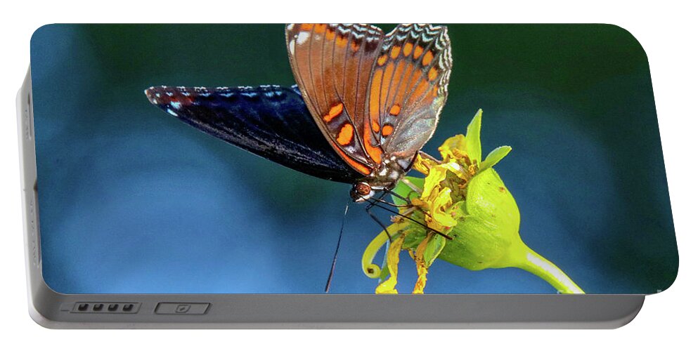 Red-spotted Purple Butterfly Portable Battery Charger featuring the photograph Red-spotted Purple Butterfly by Susan Rydberg