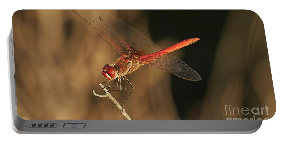 Striolatum Portable Battery Charger featuring the photograph Red-veined darter Dragonfly by Pablo Avanzini