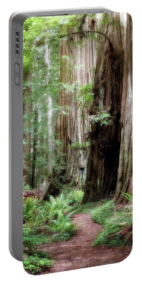 Bark Portable Battery Charger featuring the photograph Redwood Forest by Lana Trussell