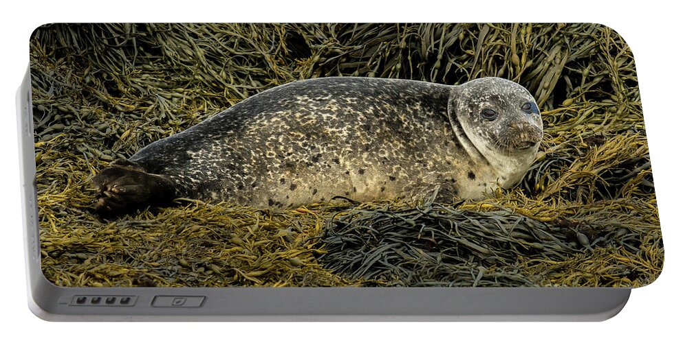 Animal Portable Battery Charger featuring the photograph Relaxing Common Seal At The Coast Near Dunvegan Castle On The Isle Of Skye In Scotland by Andreas Berthold