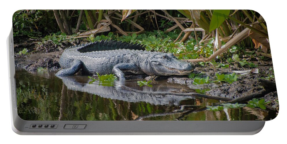 Alligator Portable Battery Charger featuring the photograph Resting Gator by Judy Hall-Folde