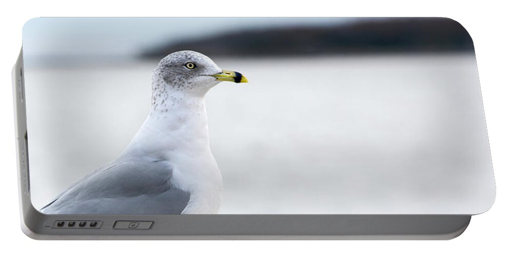 Gull Portable Battery Charger featuring the photograph Ring-Bill Gull in Profile by Dianne Morgado