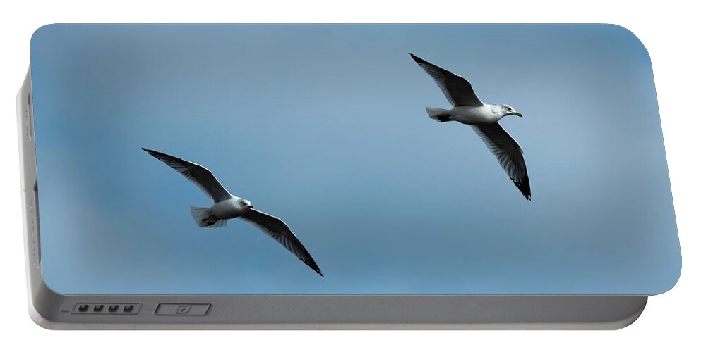 Wild Birds Portable Battery Charger featuring the photograph Ring Billed Gull by Sandra J's
