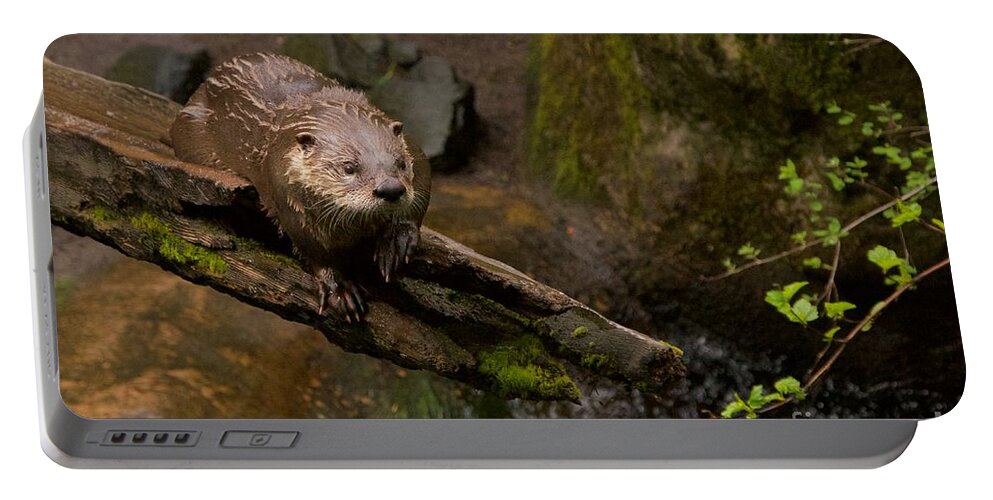 Photography Portable Battery Charger featuring the photograph River Otter by Sean Griffin