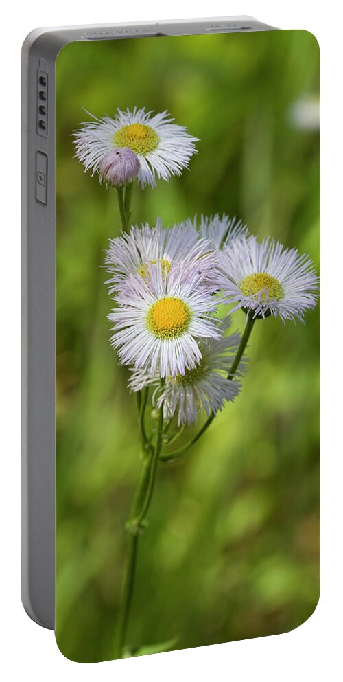 Erigeron Pulchellus Portable Battery Charger featuring the photograph Robin's Plantain - Erigeron pulchellus Wildflowers by Kathy Clark