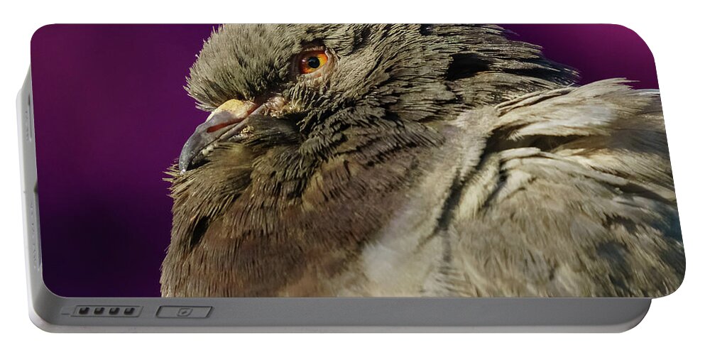 Feather Portable Battery Charger featuring the photograph Rock Pigeon and Iron Fountain Headshot by Pablo Avanzini