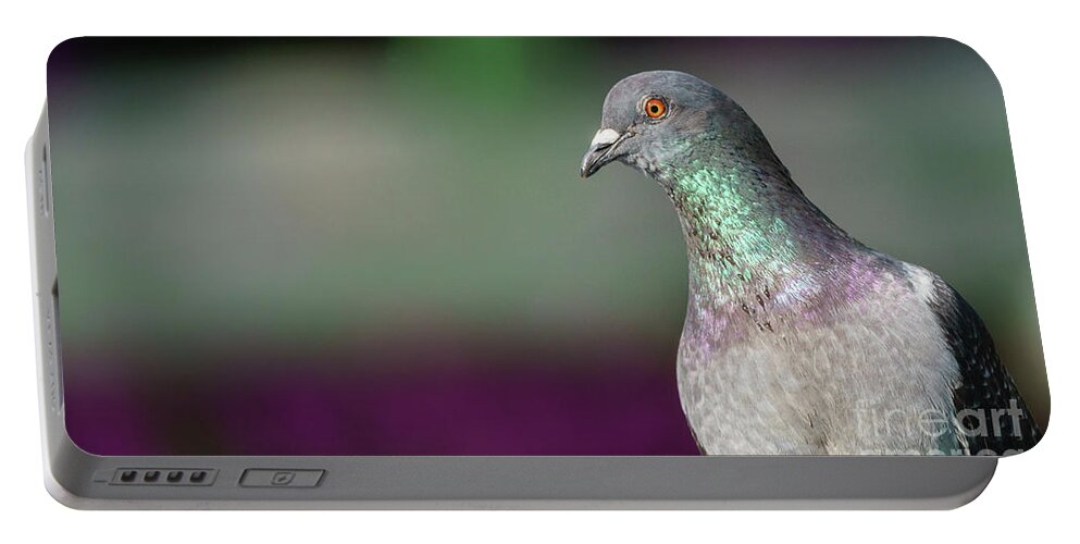 Beauty Portable Battery Charger featuring the photograph Rock Pigeon Portrait Columba Livia by Pablo Avanzini